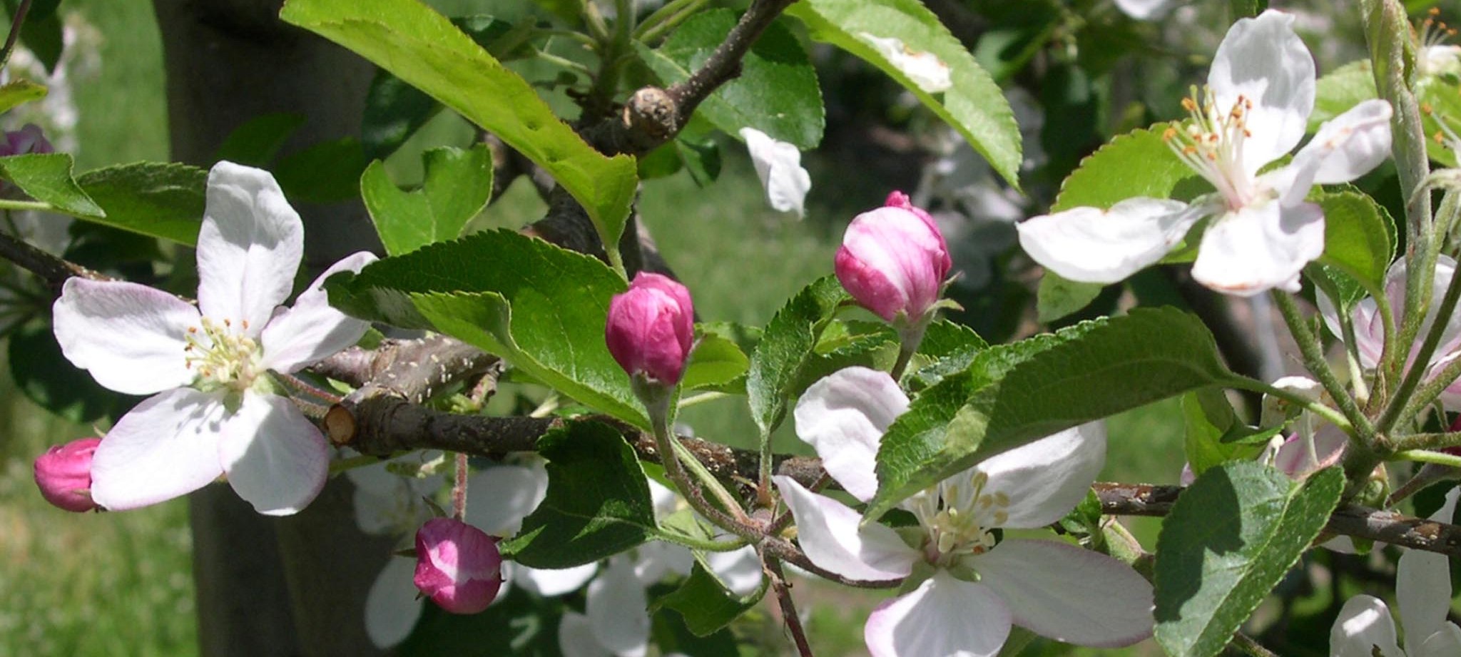 Frühjahrswanderungen am Ritten bei Bozen mit der traditionellen Apfelblüte